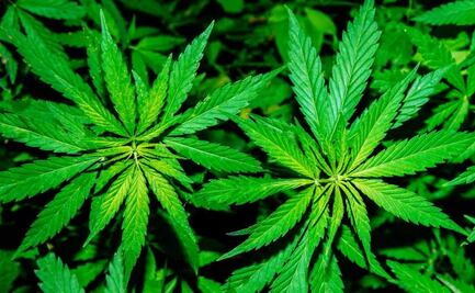 Dónde está el Museo de la Marihuana en la CDMX