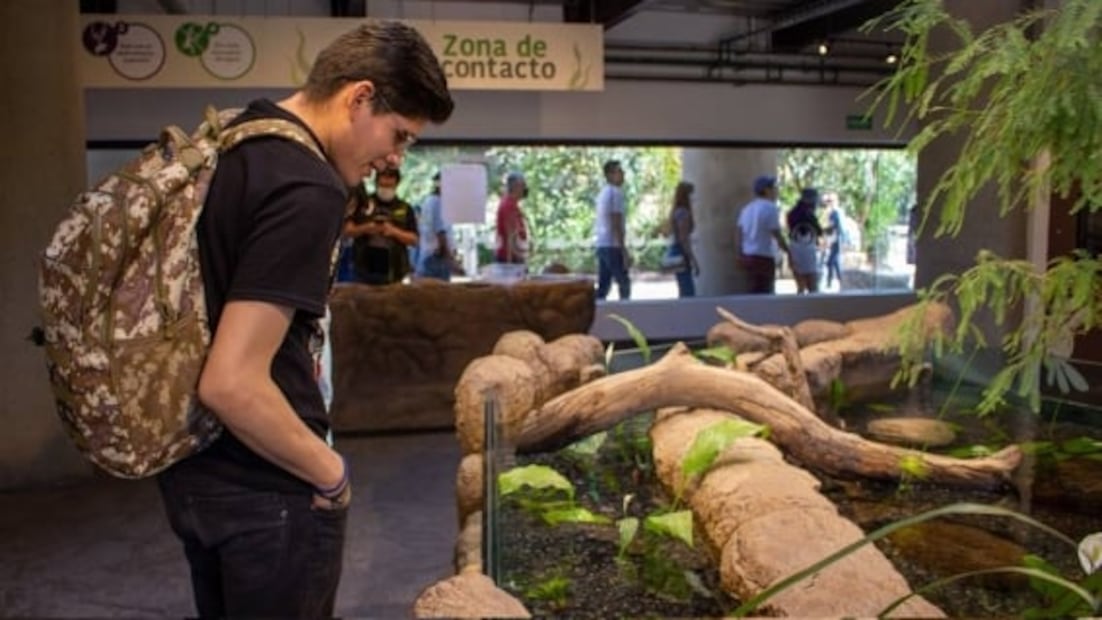 Día Nacional del Ajolote: 5 lugares donde puedes verlos