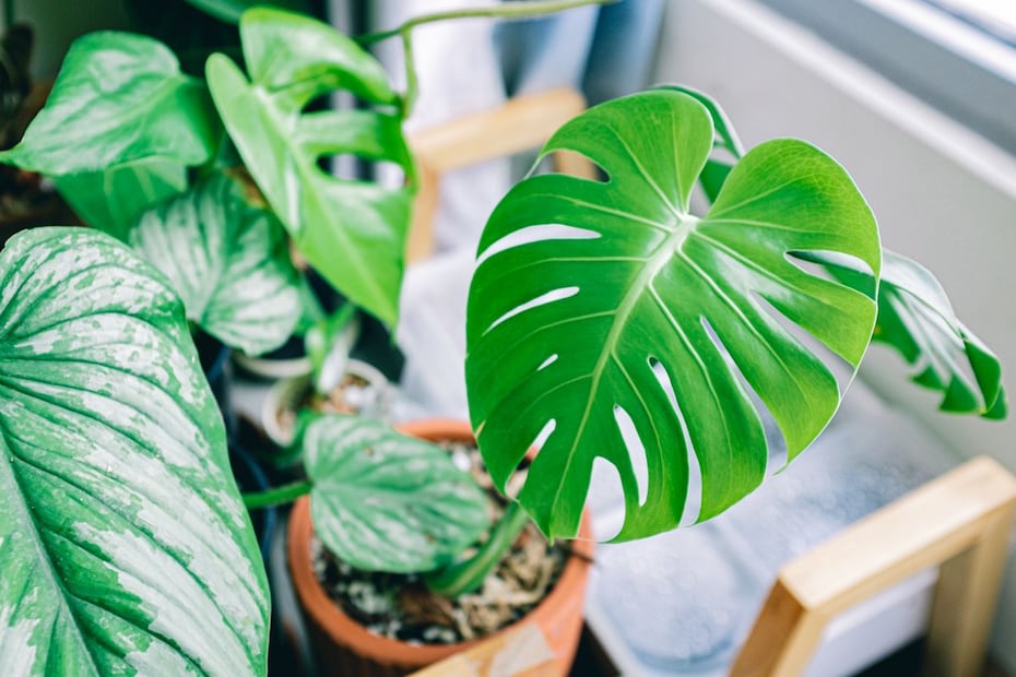 A pesar de ser una planta de interior, expertos han señalado que esta especie resulta ser tóxica para las mascotas. Foto: Pexels