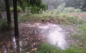 Cierran Viveros de Coyoacán tras intensas lluvias; reportan saturación de agua y encharcamientos