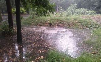 Cierran Viveros de Coyoacán tras intensas lluvias; reportan saturación de agua y encharcamientos