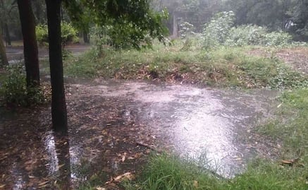 ¿Por qué cerraron este miércoles los Viveros de Coyoacán?; la Semarnat da una explicación