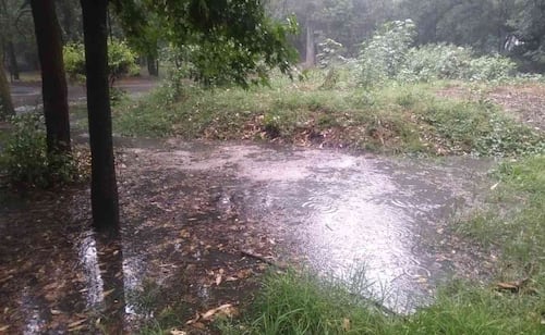 Cierran Viveros de Coyoacán tras intensas lluvias; reportan saturación de agua y encharcamientos