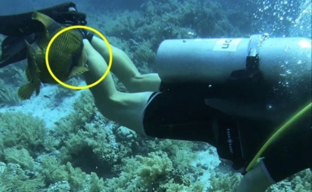“Pensé que me rompería la piel": buzo es mordido por un pez con dientes humanos y se hace viral