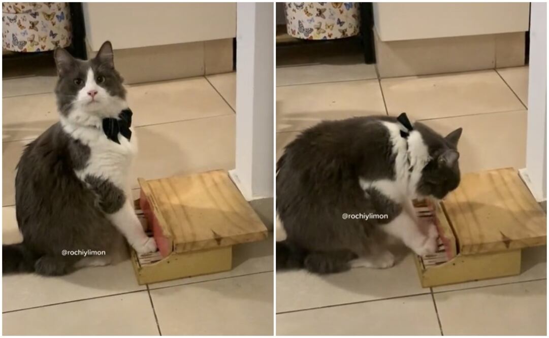 Limón se convirtió en furor por su habilidad para tocar el piano.  Foto: Tomada del video 