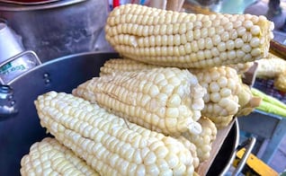 Cuándo inicia la temporada de elote cacahuazintle