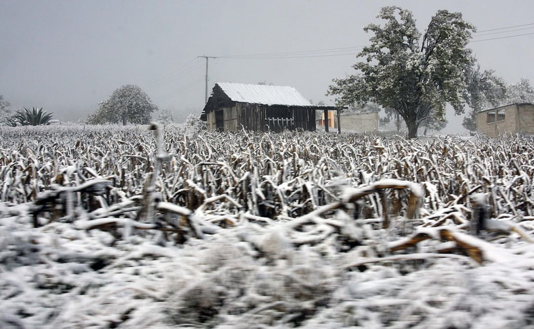 n nuestro país, los frentes fríos, sus ondas gélidas, lluvias y eventos de Norte afectan a la población, agricultura y la ganadería cada año - Foto: Luis Monroy/El Universal