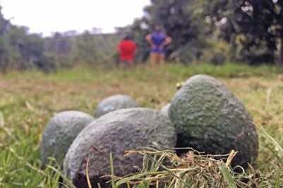 Aguacateros de Michoacán inician paro en 70% de las huertas