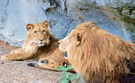 FOTOS. Acoplados y con buena salud, leones rescatados en el Ajusco de la fundación Black Jaguar White Tiger