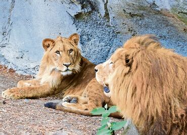 FOTOS. Acoplados y con buena salud, leones rescatados en el Ajusco de la fundación Black Jaguar White Tiger
