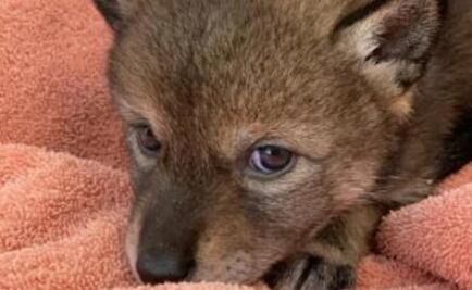 Familia pensó que había rescatado a un perro de la calle, pero resulto ser un coyote 