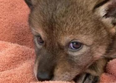 Familia pensó que había rescatado a un perro de la calle, pero resulto ser un coyote