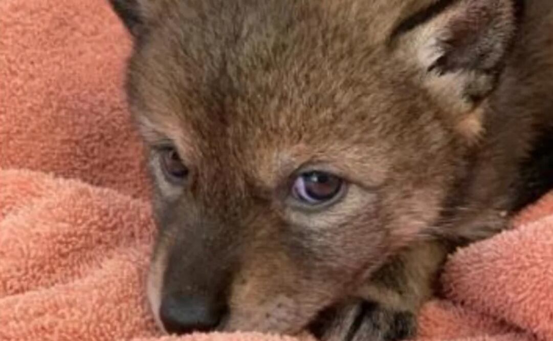 La familia de Massachusetts pensó que había rescatado a un perro de la calle, pero se encontró con otra realidad. Foto: Cape Wildlife Center