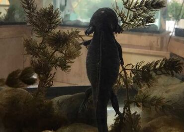 Día del Ajolote: ¿es legal su compra y venta en México?