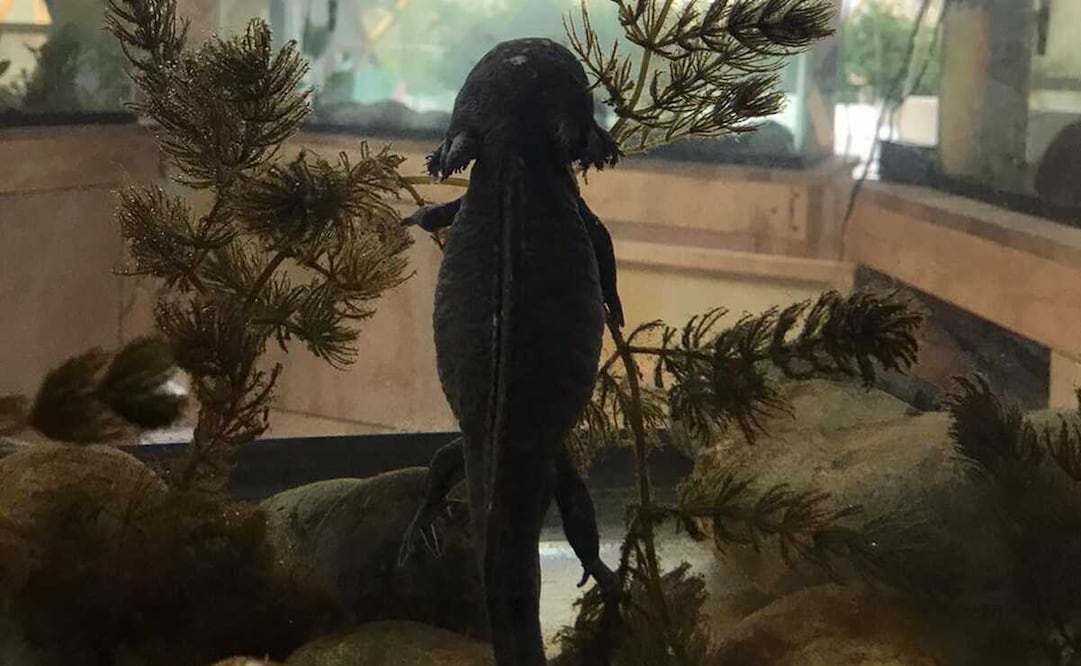 Foto: Museo Nacional del Ajolote