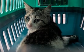 Rescatan gatita herida en la Cuauhtémoc; será atendida y puesta en adopción