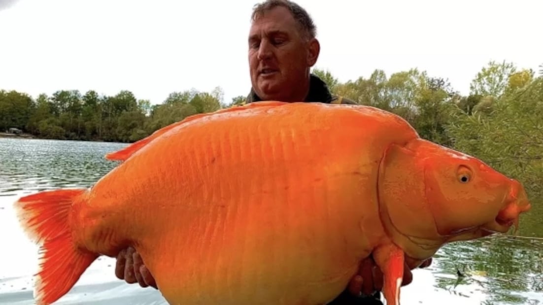 Pescador británico logra capturar a "The Carrot" el pez dorado más grande del mundo