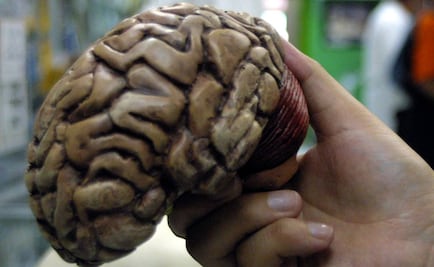 Localizan en el cerebro la clave para combatir la obesidad