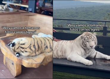 Indignan condiciones y presuntos maltratos a tigres en parque de Mazamitla, Jalisco; “algunos están encadenados", acusan