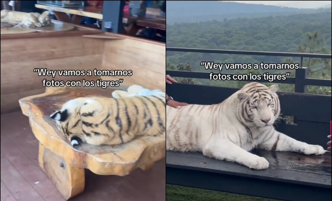 En el recinto se pueden encontrar ejemplares de tigre de bengala, tigre blanco, mono araña, cocodrilo, pantera, jaguar y leones. Foto: Captura de pantalla