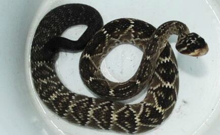 Niño de un año mata a serpiente a mordidas en Brasil