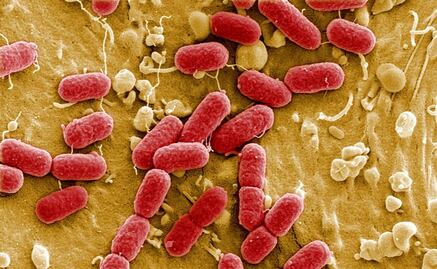 Descubren cómo evolucionan las bacterias