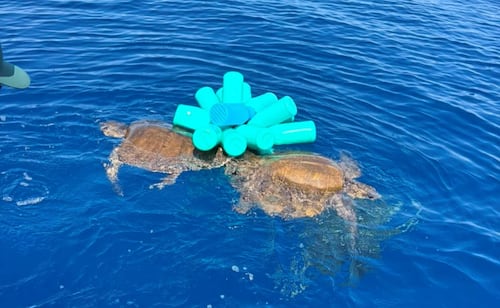 Conanp libera a tres tortugas atrapadas en red fantasma; mallas, una de las principales amenazas de la vida marina