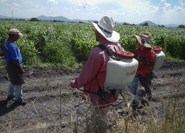 Diputados se suman a petición ante Ejecutivo Federal sobre extender uso de glifosato