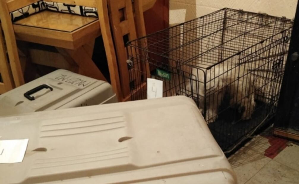 Mujer muere y sus 10 perros devoran su cadáver en la Guerrero