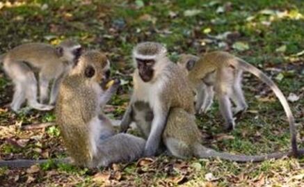 Hembras primates incitan a los machos a la violencia