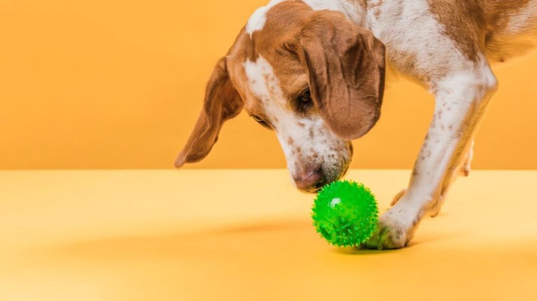 Pelotas para perros. Fuente: Freepik
