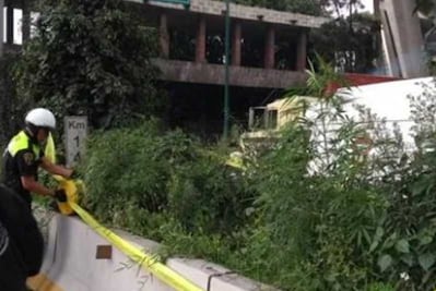 Hallan plantas de marihuana en jardinera de Periférico