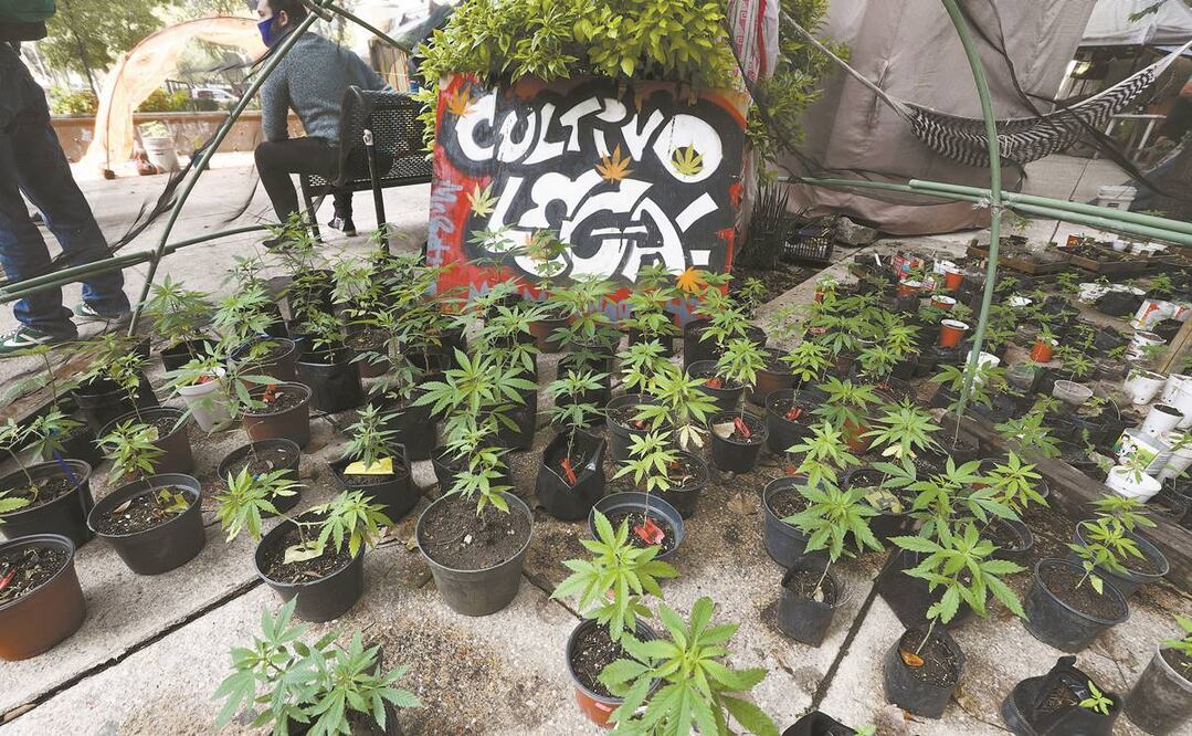 Cofepris, que depende de la Subsecretaría de Salud, se haría cargo de emitir el reglamento de uso de la marihuana. Foto: ARCHIVO EL UNIVERSAL