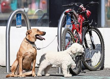 ¿Cómo proteger a un perro de sufir un golpe de calor?