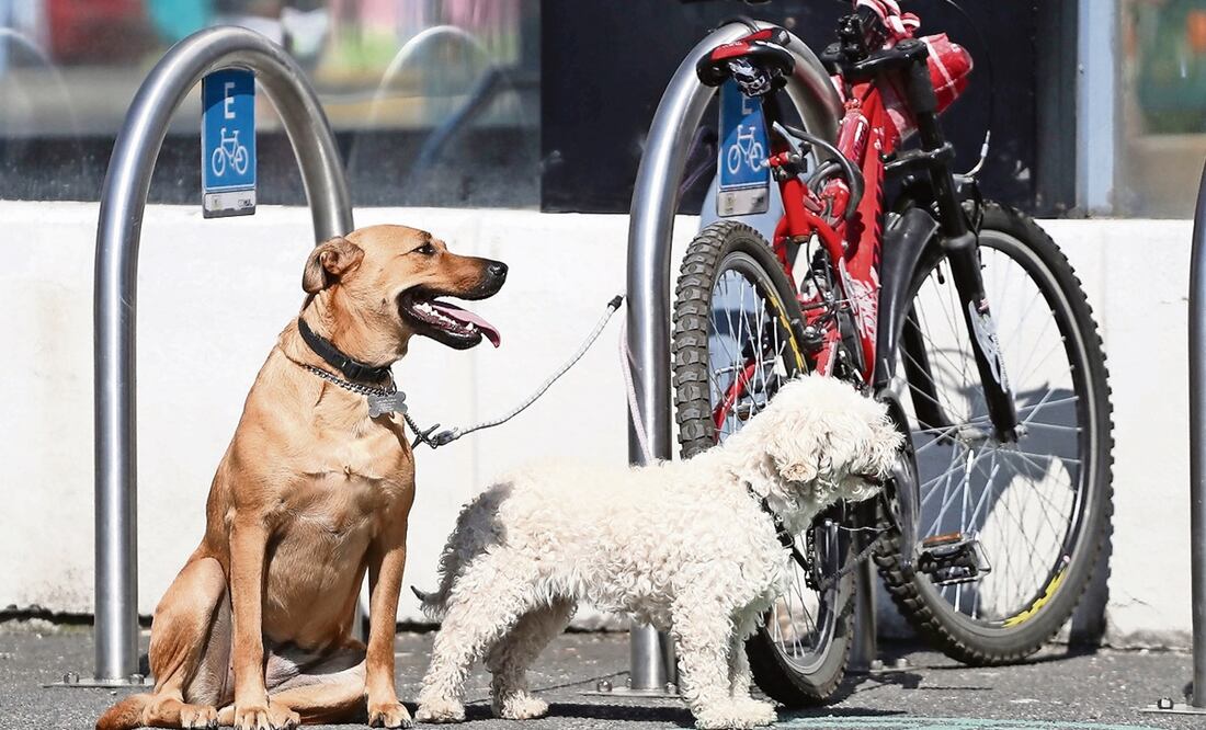 Foto: El Universal / Berenice Fregoso, archivo