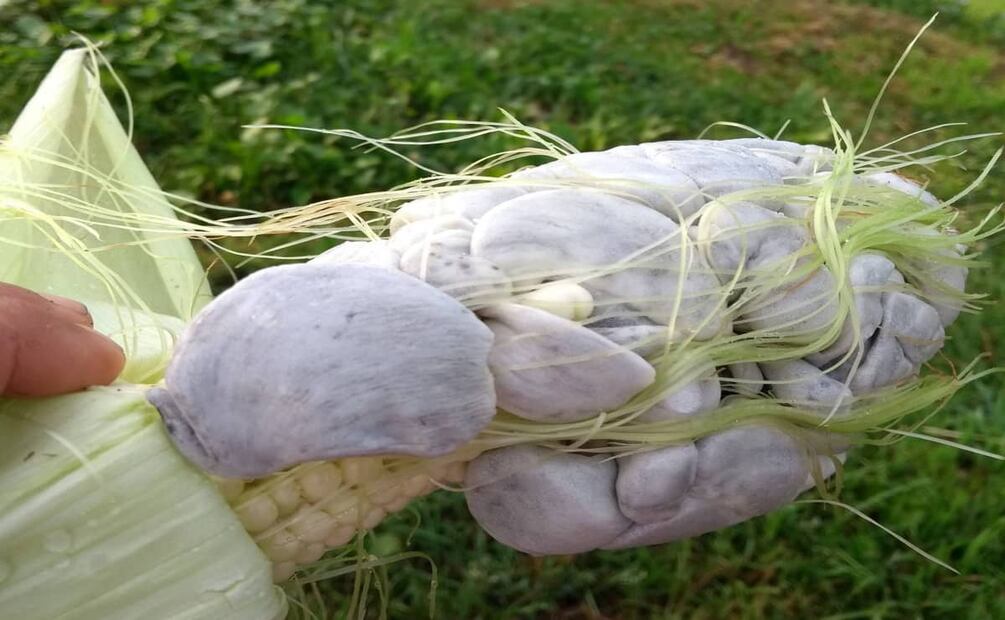 El huitlacoche es un hongo. Foto: Wikimedia Commons.