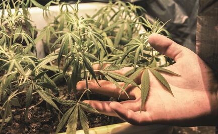 Ansiedad, pasatiempos y marihuana: así pasan en EU el confinamiento por Covid-19