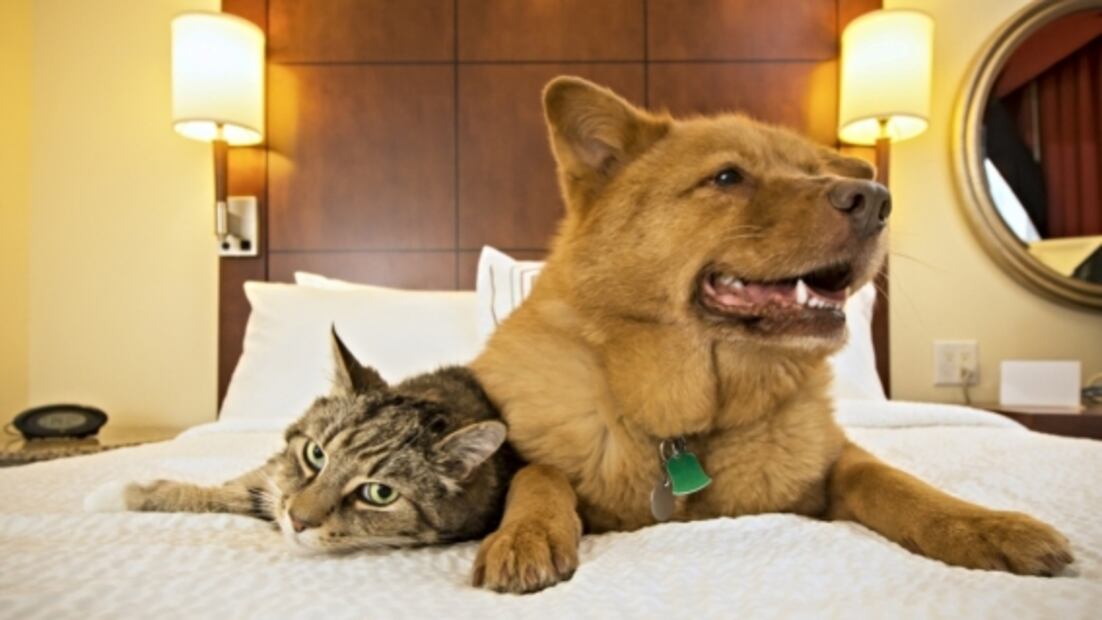 Cómo viajaremos en la próxima década: 7 tendencias a nivel mundial 