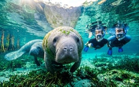 De nadar con manatíes a deportes acuáticos: Las mejores actividades al aire libre para hacer en Florida