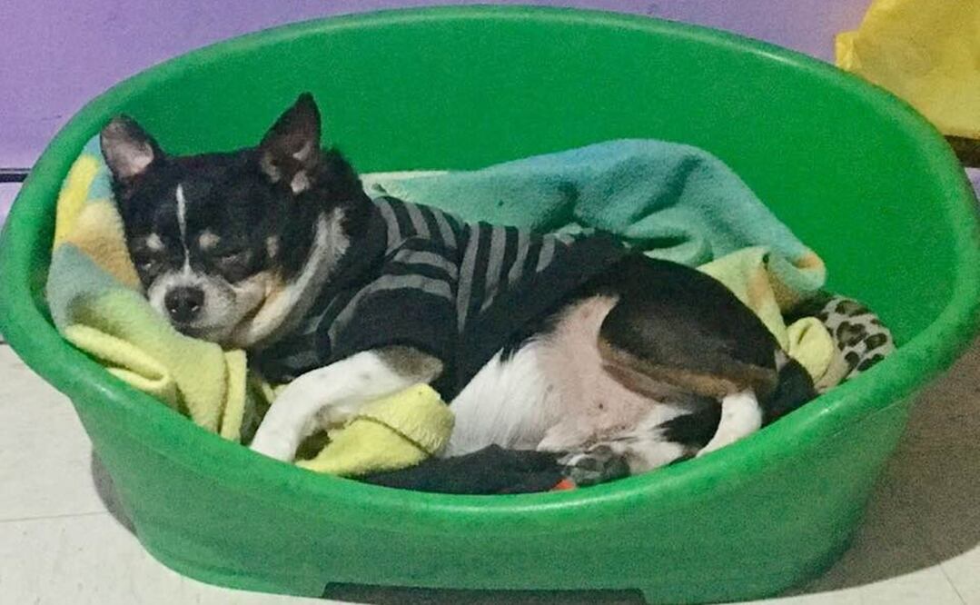 ¿Es verdad que AMLO quiere cobrar un impuesto por tener mascotas?