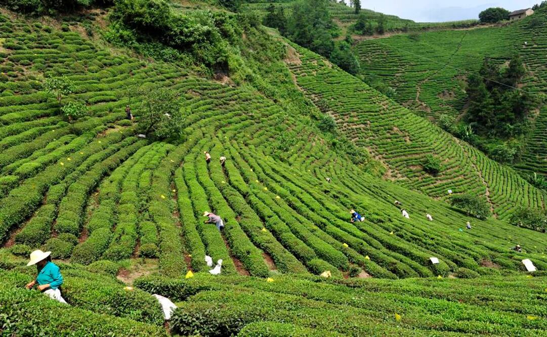 Expertos de la Academia China de Ciencias analizaron material orgánico carbonizado que se había encontrado en el recinto funerario y confirmaron que pertenece a hojas de té del género "camellia". En la imagen, plantación de té. FOTO: Archivo/Xinhua.