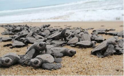 Over 1,300 turtle eggs relocated to protected reserve in Sinaloa