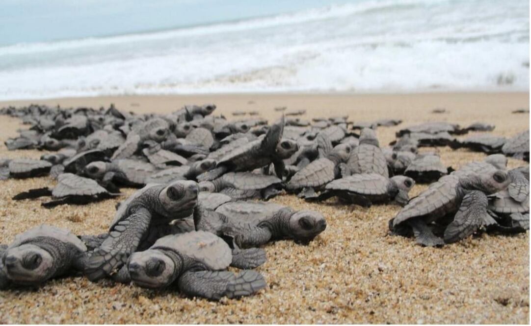 Over 1,300 turtle eggs relocated to protected reserve in Sinaloa