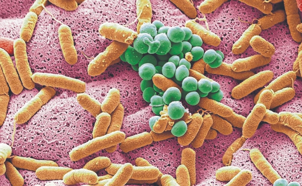 Los prebióticos alimentan a los probióticos, o sea, a las bacterias benéficas que conforman nuestra microbiota intestinal. Fotos: Especial