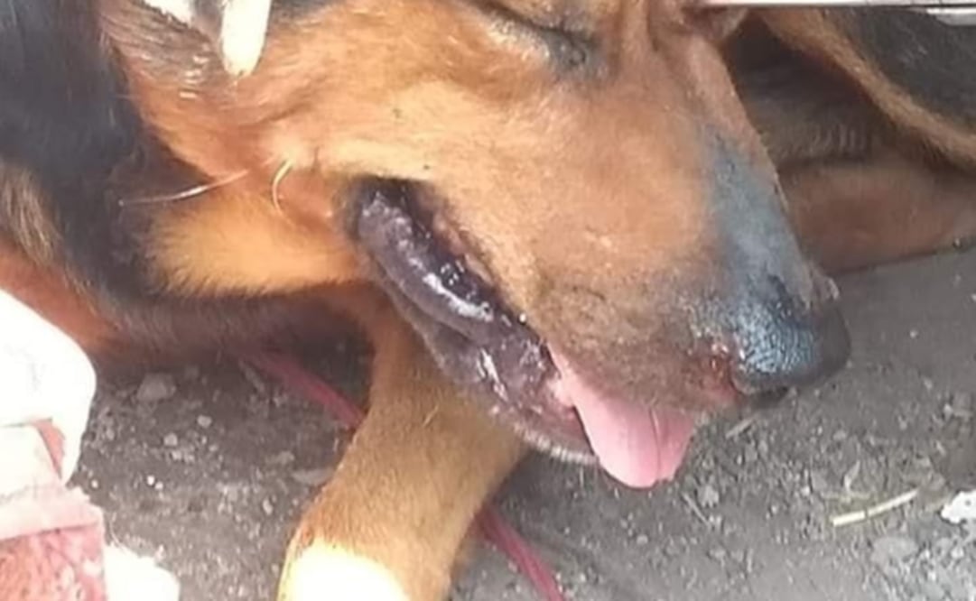 Fotografía: Especial