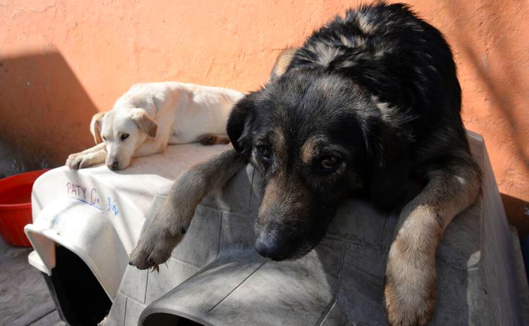 Tan sólo en el Distrito Federal, acotó la legisladora, existen al menos un millón 200 mil perros callejeros. /Archivo - EL UNIVERSAL