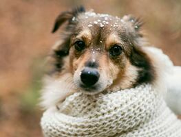 ¿Cómo cuidar a tu perro en temporada de frío? 5 consejos prácticos