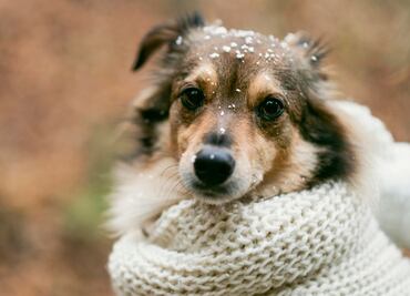 ¿Cómo cuidar a tu perro en temporada de frío? 5 consejos prácticos