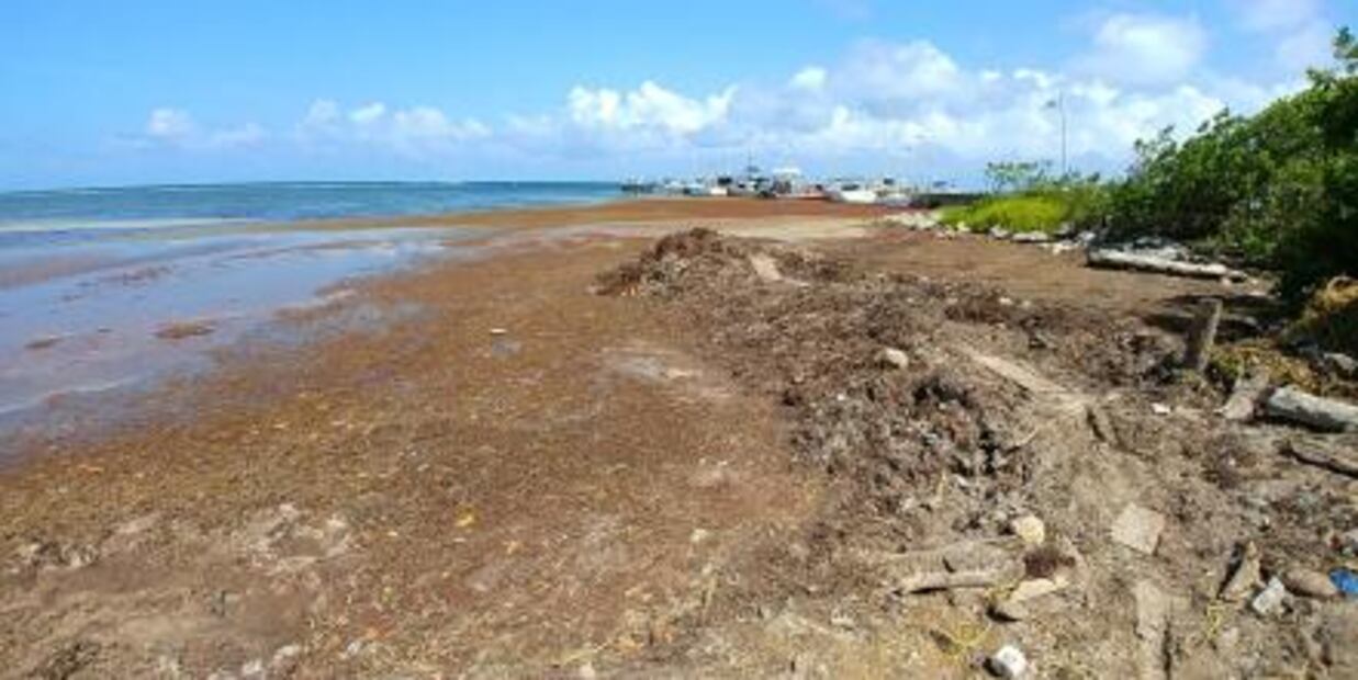 Aqueja sargazo 5 km de costas de Mahahual