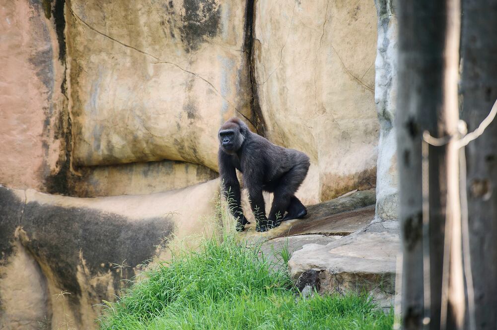 La gorila Faustina , de acuerdo con sus cuidadores, gusta de ser el centro de atención y recibir cuidados, los expertos afirman que se debe a que nació en cautiverio (JORGE ALBERTO MENDOZA)